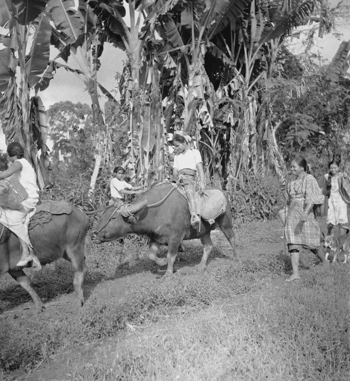 September 8, 1933. Kidapawan, Cotabato Prov. Datu's family fleeing from house where snake seen last night.