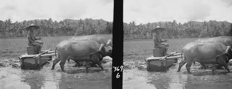 Farmers using a chisel roller in rice paddy. Irosin, Sorsogon; Guinobatan and westward, Albay. May 11 & 12 '34.