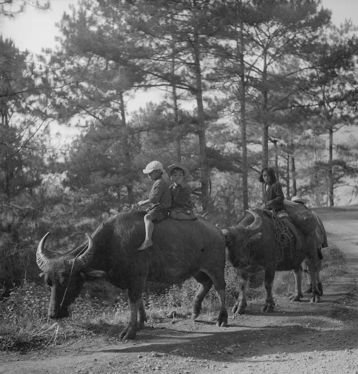 Mountain province (Philippines), Igorot children riding water buffaloes along Santa Tomas & Mt. Data Roads, Baguio, Mt. Province. Feb. 1 1935.