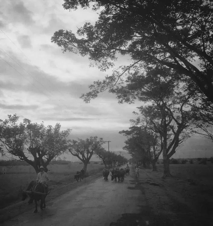 (Binan, Laguna 1934). Manila South Road, Binan--Muntinlupa, Dec. 6. Same site as last. Looking toward Binan. Pollarded & unpollarded trees. (Samanea Saman).