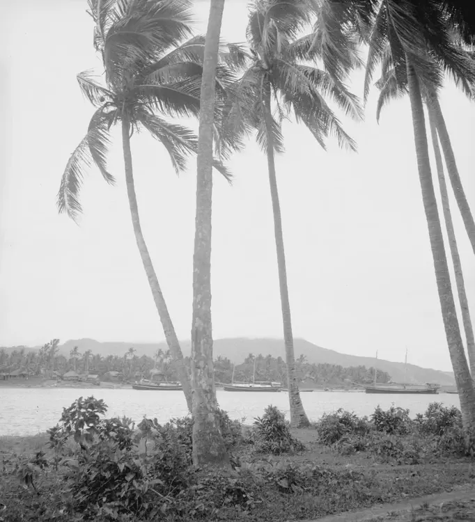 (Cabicangan R., Pamplona, Cagayan, 1935). Pamplona--Claveria--& West; Cagayan Province. May 23, 24 '35. Clavaria from East Bank Cabicangan River. 11 1/25