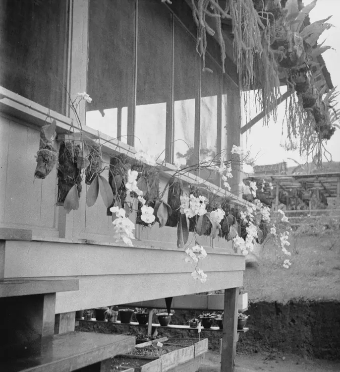 (Same). August 30, 1933. Cotabato-Upi road. Phalaenopsis at Wirens. f.8 1/10. Mindanao F. 23