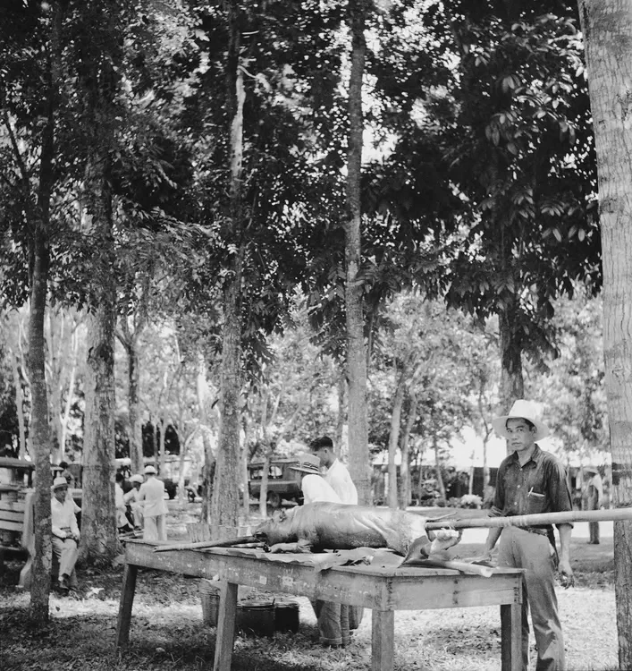 UPLB, Laguna, 1933. 'Forestry Bureau Picnic & Tree Planting, Oct.1 1933. Lechon.'