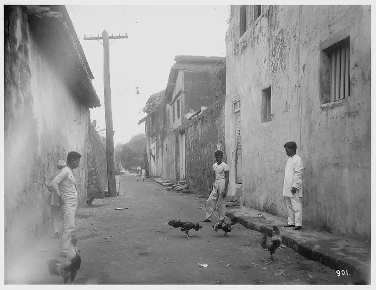 Street scene with cockfighting.