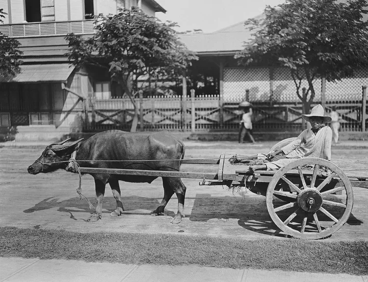 Local man with an ox team.